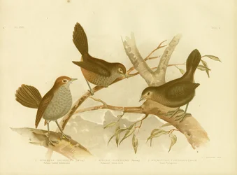 Rufescent Scrub-Bird